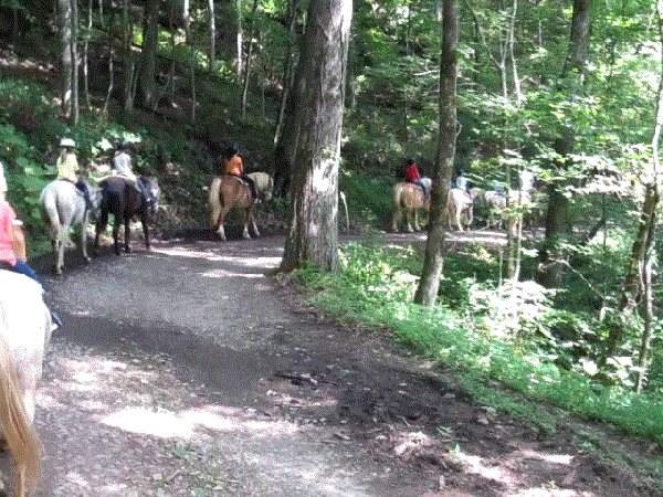 Fern Forest on main road